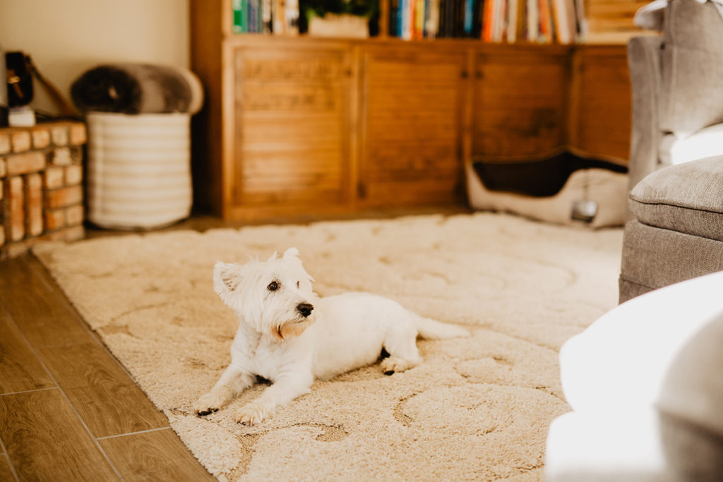 remove pet odor
